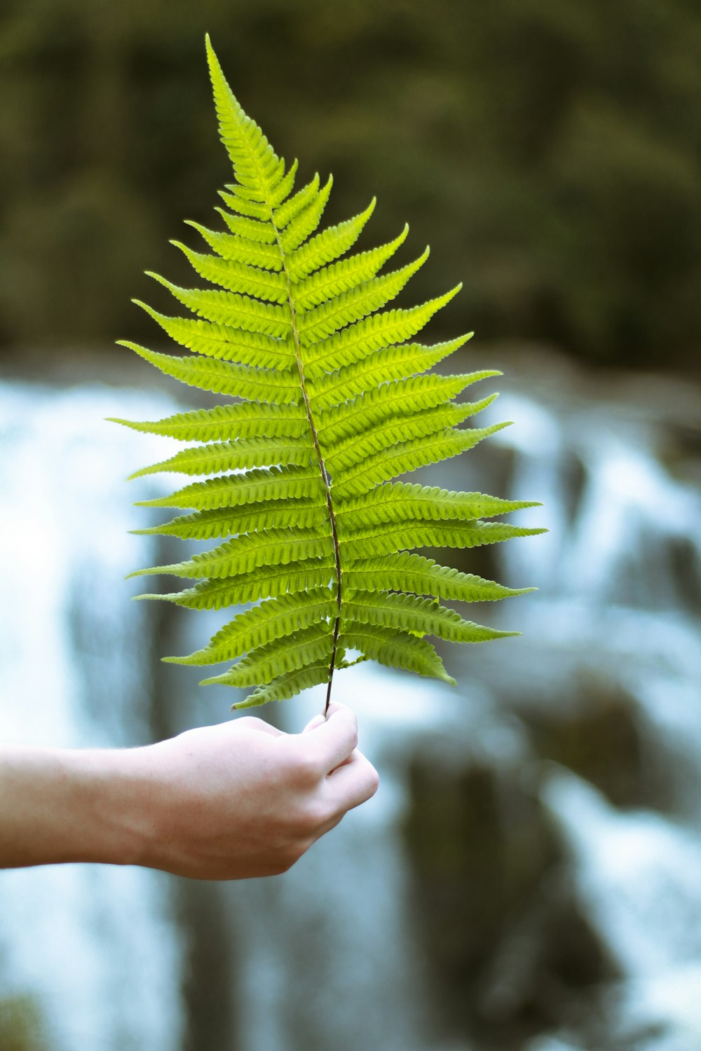 person holding green leaf