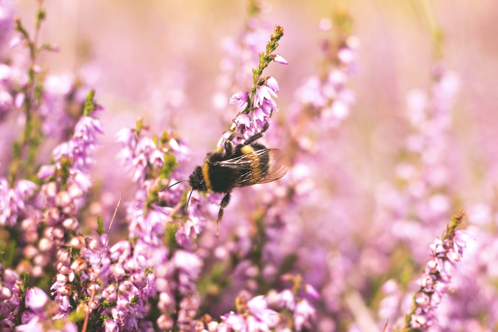 fotografía de enfoque superficial de abeja en flor