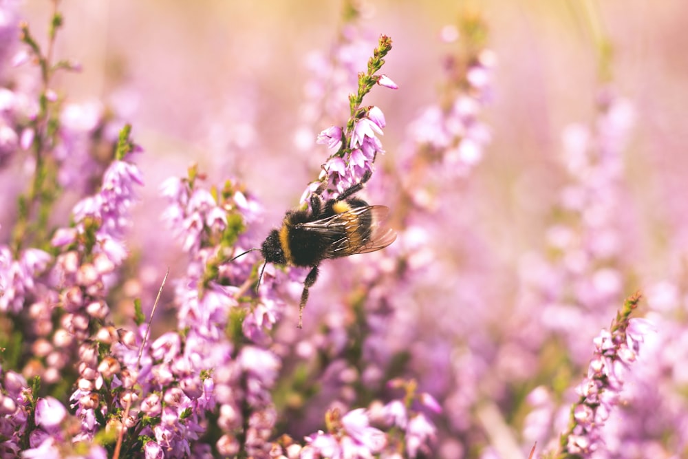 Fotografía de enfoque superficial de abeja en flor