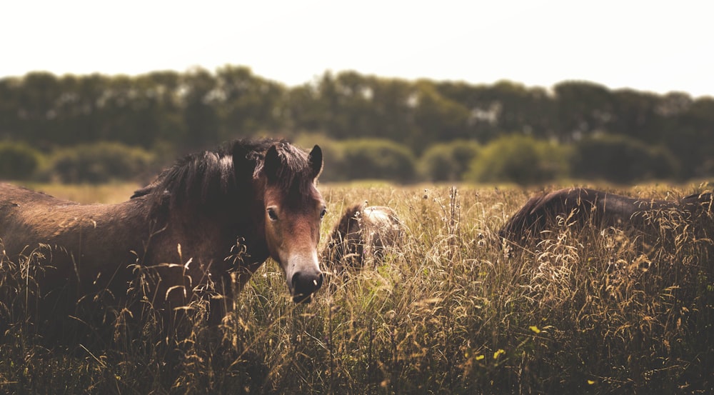 tres caballos marrones rodeados de hierba bajo el cielo blanco