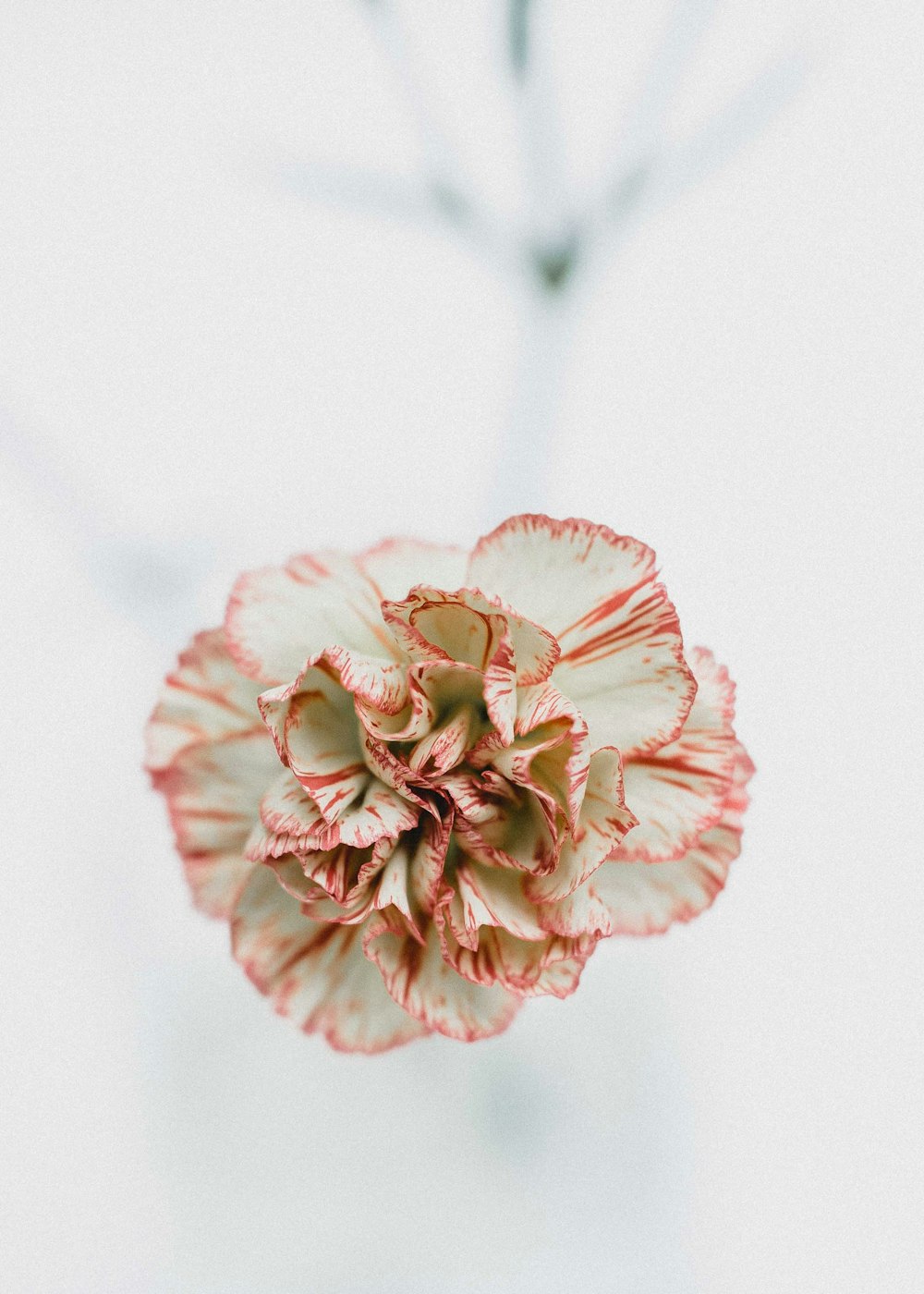 Fotografia a scatto macro di fiori rossi e bianchi