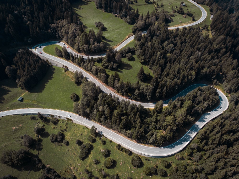 aerial photo of pine trees