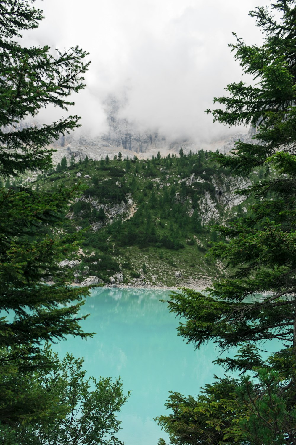 scenery of forest trees