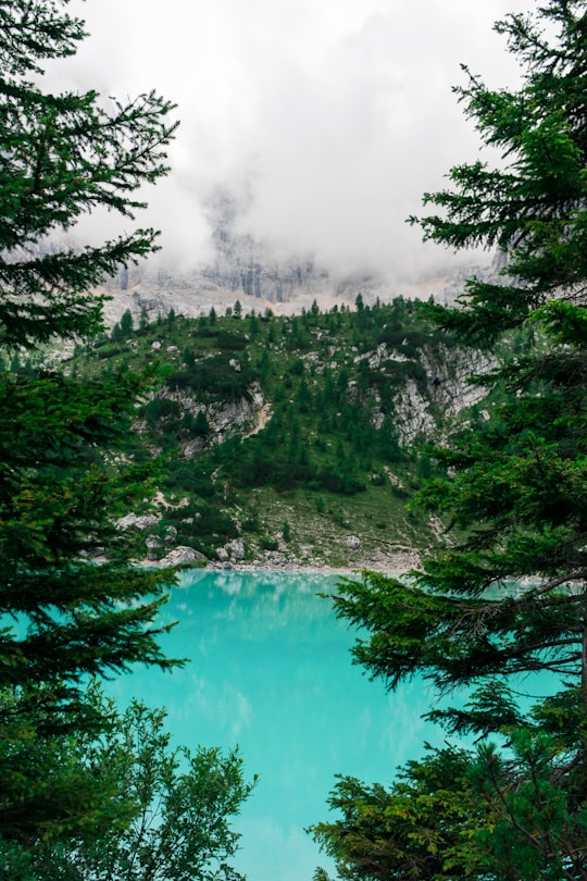 scenery of forest trees in Lago di Sorapis Italy