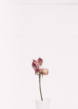 pink rose flower