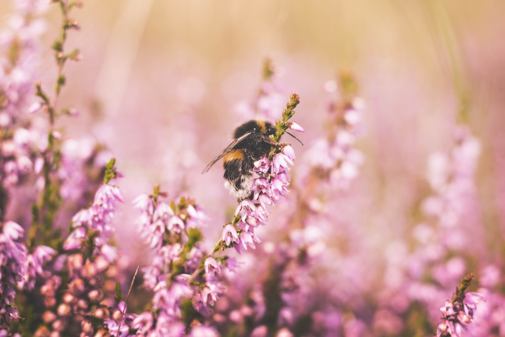 Fotografia con obiettivo tilt shift di ape in cima al fiore rosa