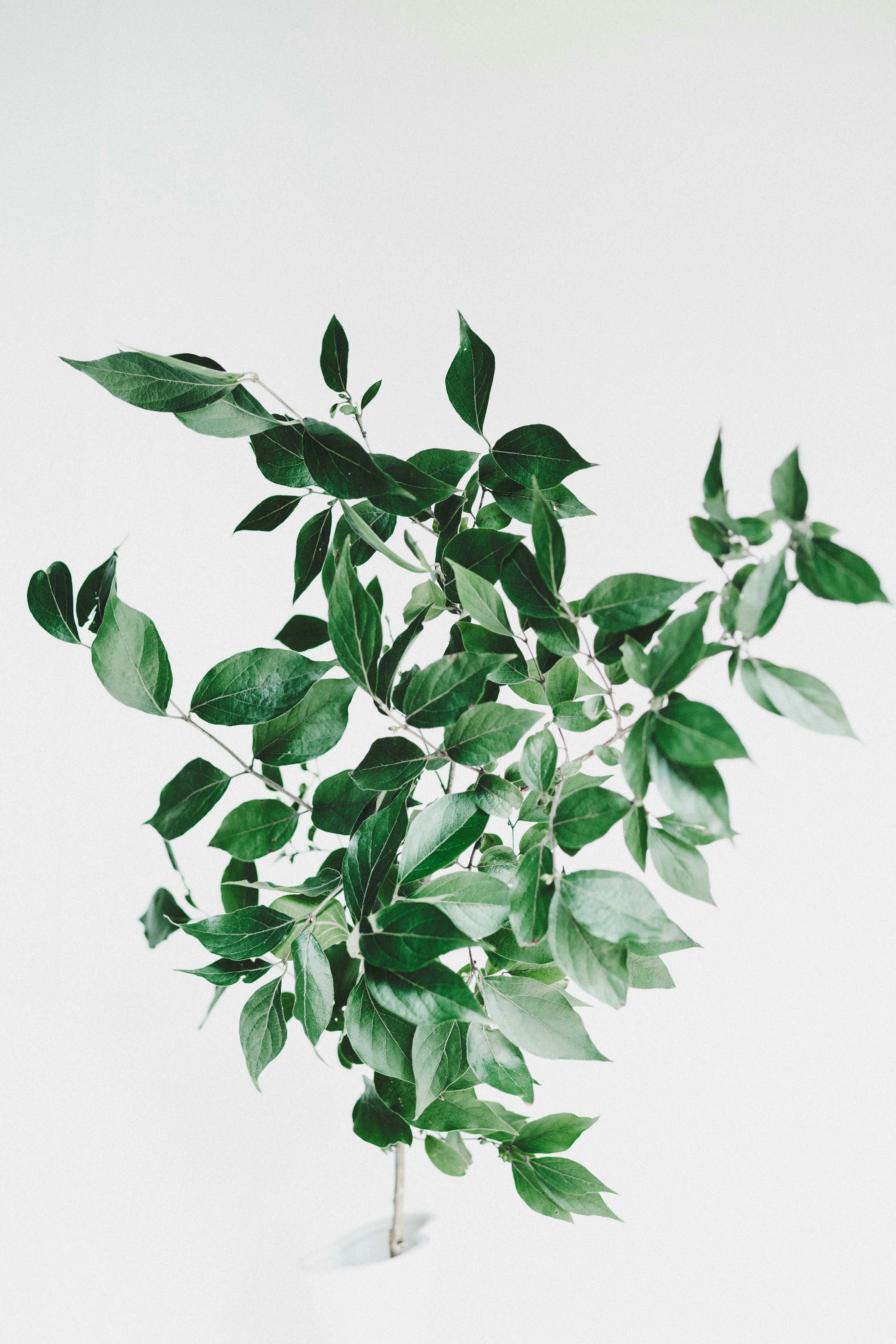 How Do I Prune My Plants Correctly?