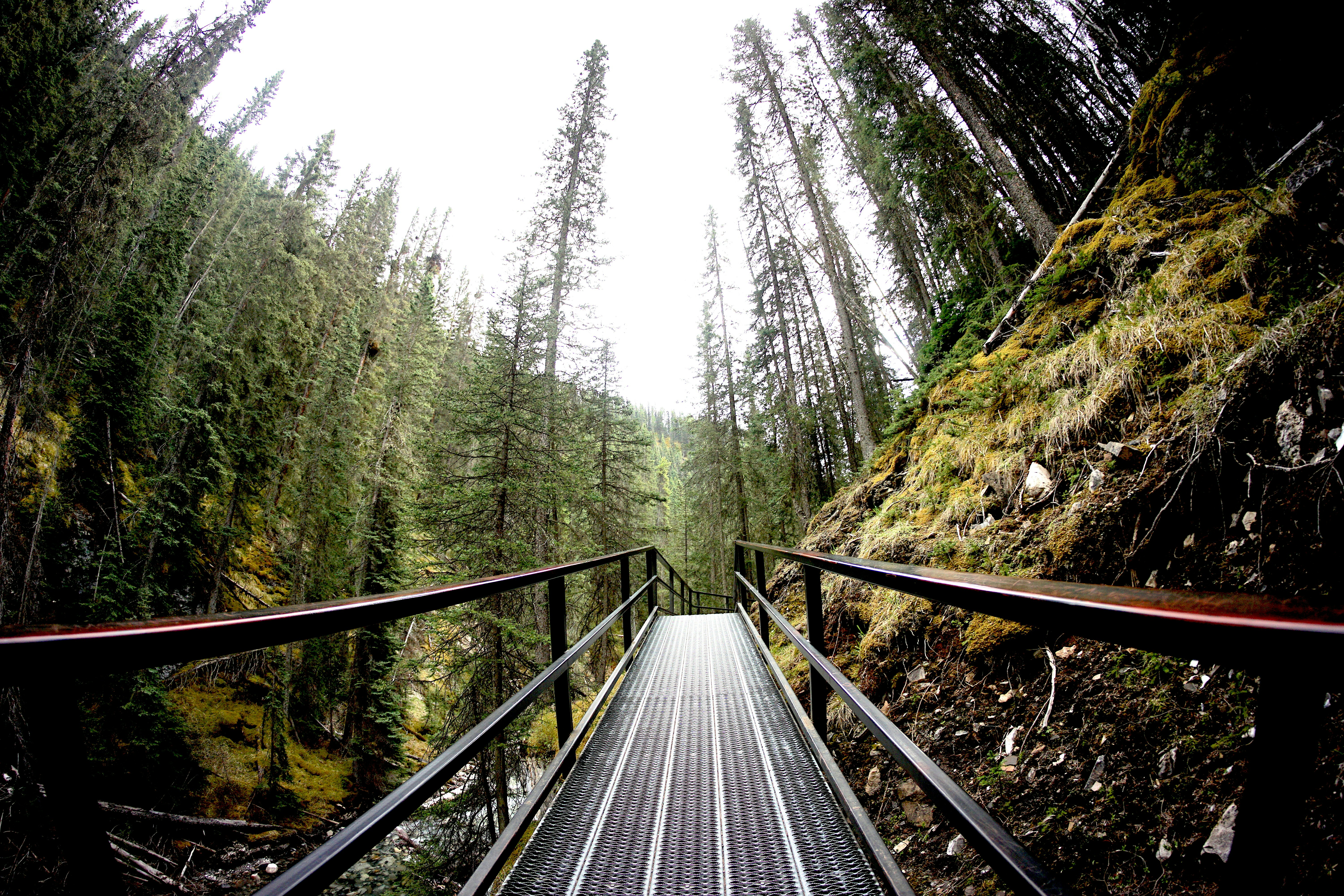 black steel bridge surrounded by green trees
