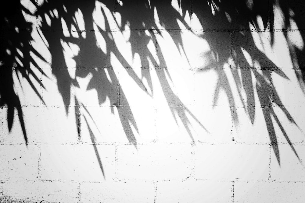 silhouette of leaves by the wall
