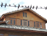 Installation process of a pigeon safety net in jalahalli