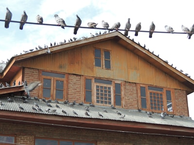 Installation process of a pigeon safety net in jalahalli
