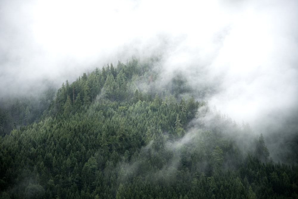 Vue aérienne d’arbres