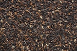 black and brown bean lot-topic-How Much Carbohydrates Do You Need