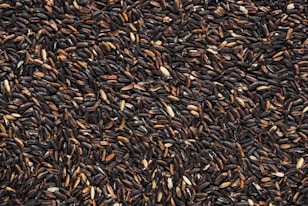 black and brown bean lot