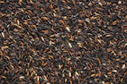 black and brown bean lot