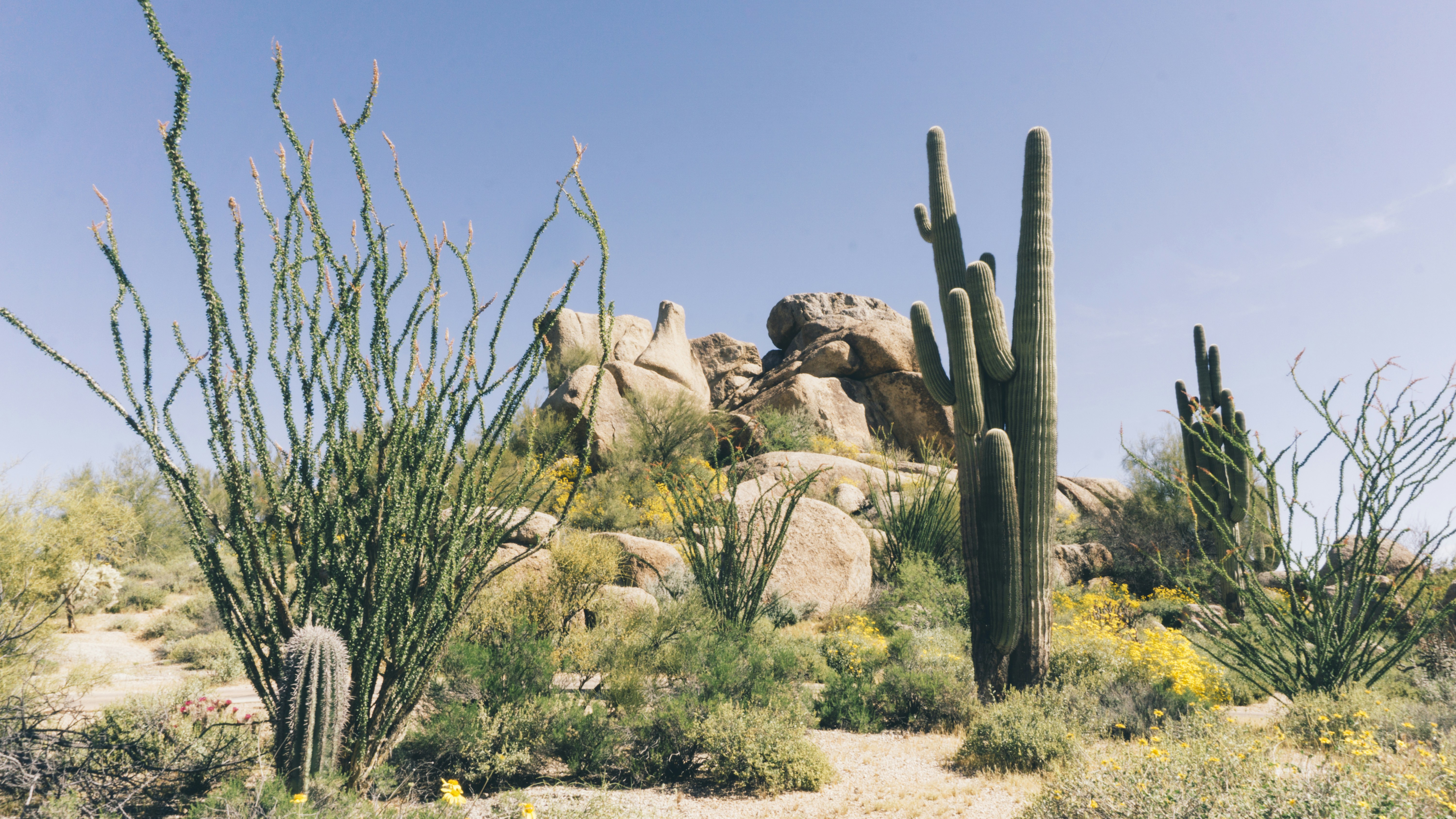 A diverse array of cacti thriving in a desert ecosystem: exploring how they adapt and survive