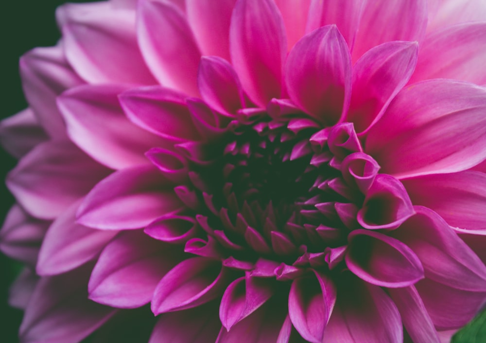 macro shot of pink flower