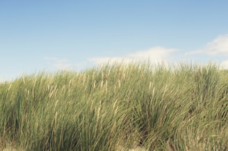 Soft wind blowing through tall grass under a clear blue sky