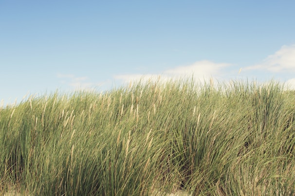 Soft wind blowing through tall grass under a clear blue sky