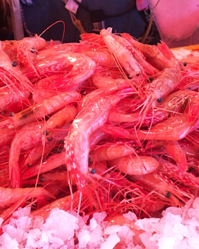 A pile of freshly caught prawns is displayed on a bed of ice. The prawns have a vibrant pinkish-red color, and their shiny, wet shells are clearly visible. The ice beneath them is crushed and white, contrasting with their bold color. Some of the prawns have long antennae visible.