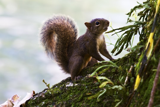 An animated squirrel perched on a branch, looking up at a majestic owl against a backdrop of tall trees.