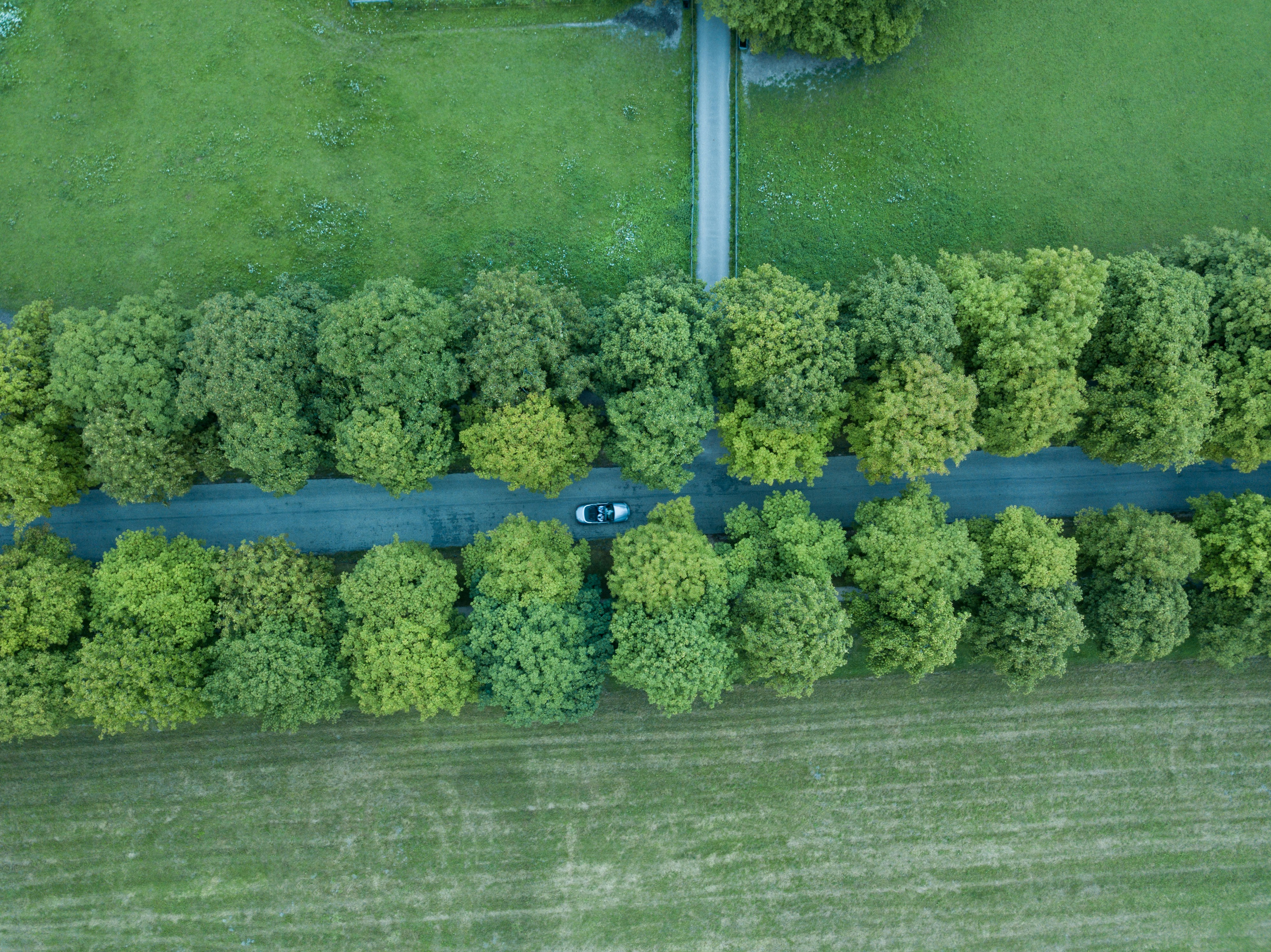 aerial photography of car on road near trees