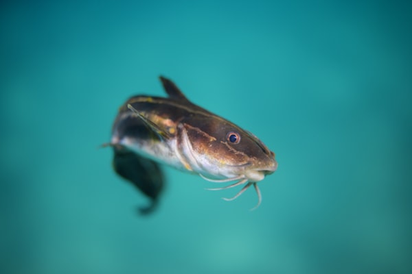Close up shot of a catfish in water.
