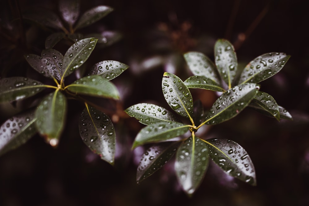 Photographie macro de feuilles