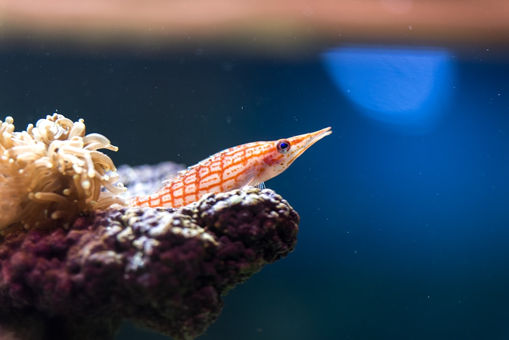 fotografia macro fotografada de peixes laranjas e brancos