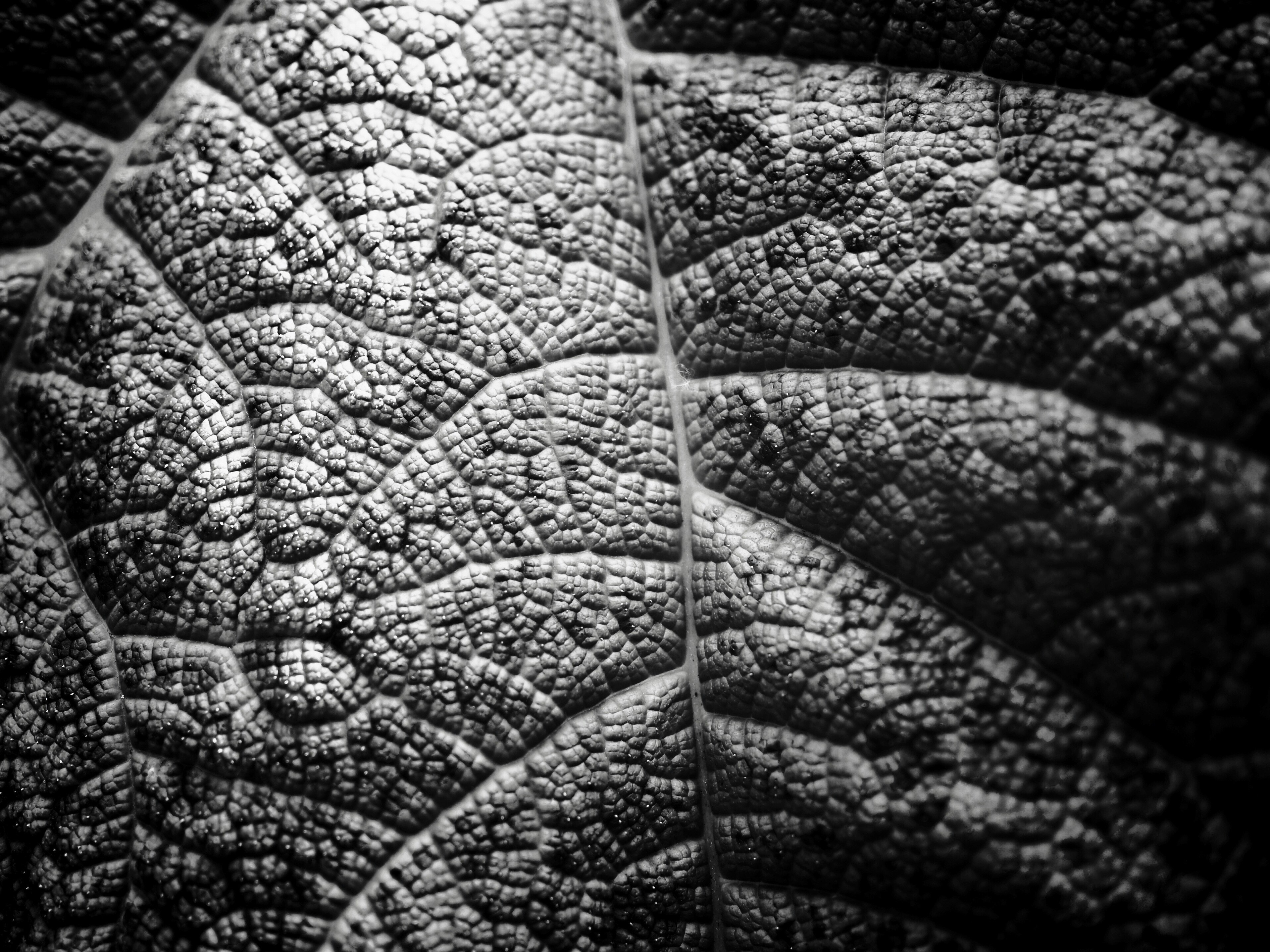 Estampe Linogravure Élégante