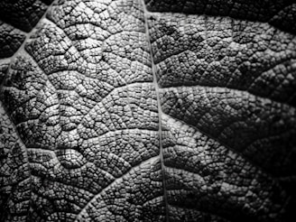 Close-up of a detailed black and white etching showing intricate line work and texture.