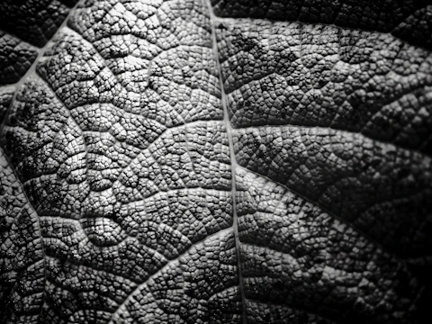 Close-up of a detailed linocut print with rich textures and bold lines.