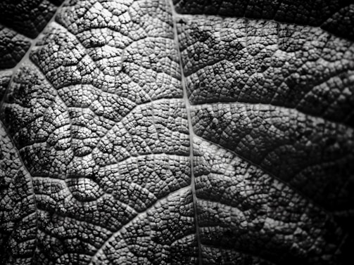 Close-up of a detailed black and white etching showing intricate line work and texture.