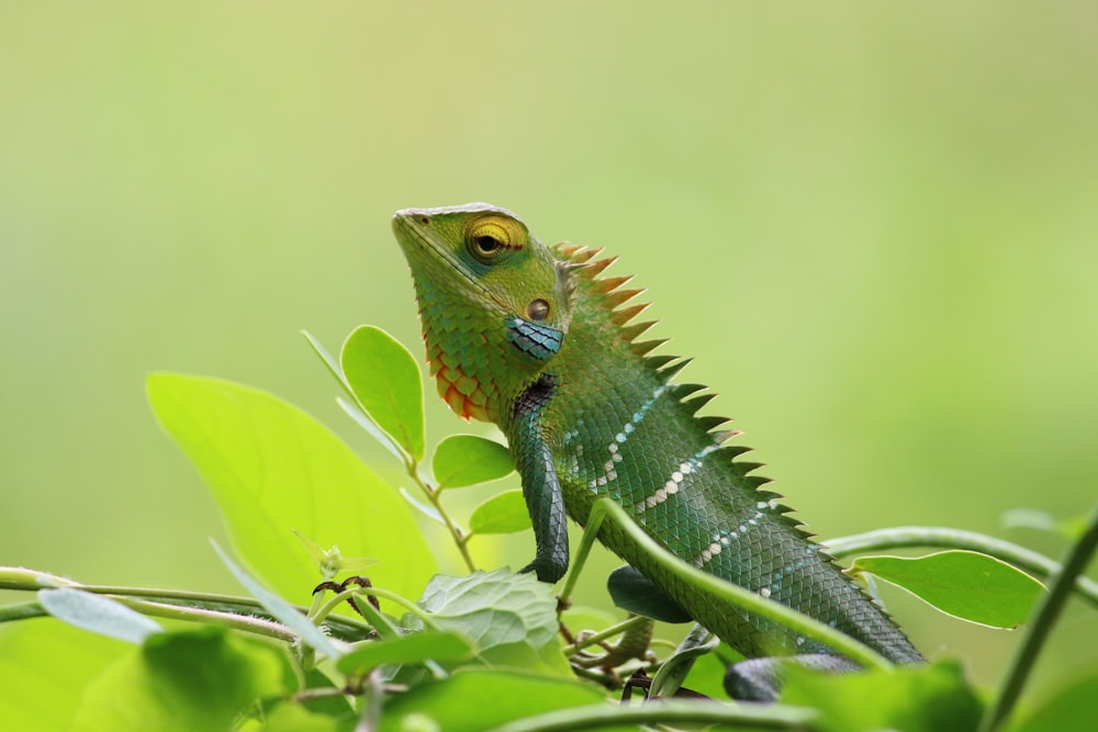 green iguana on green leaf