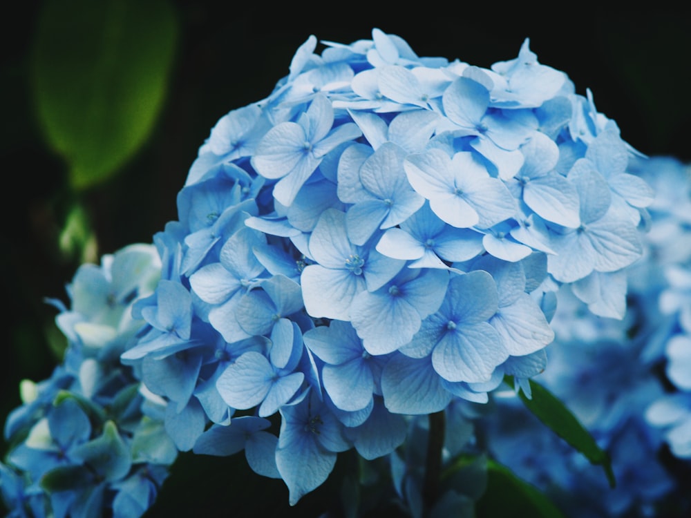 blue flowers with green leaves