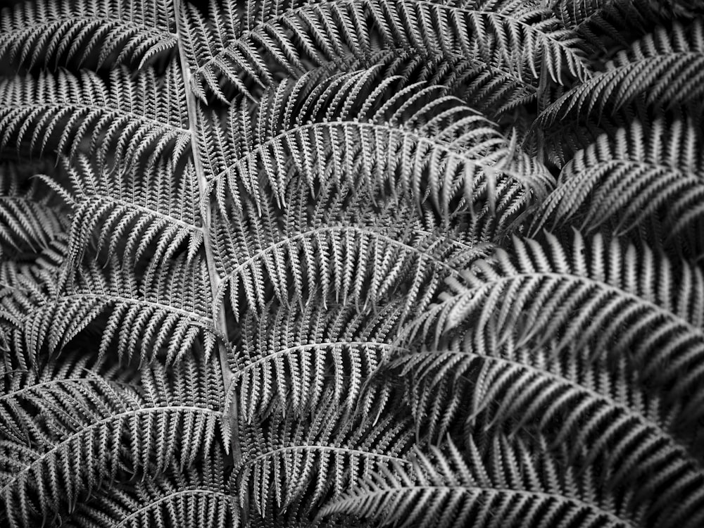 grayscale photo of leaf