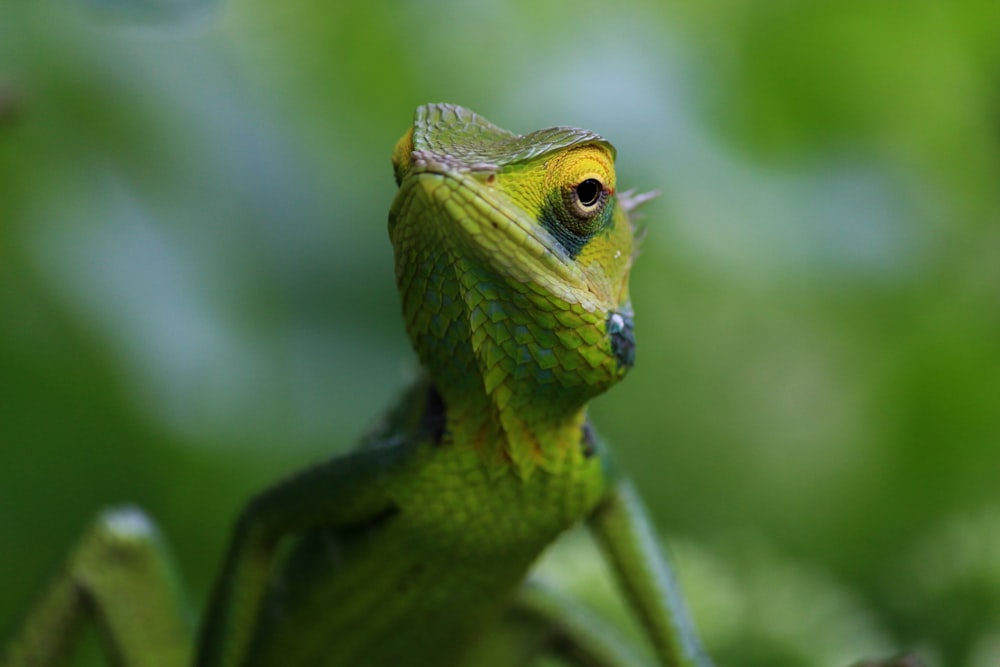 shallow shot of green lizard