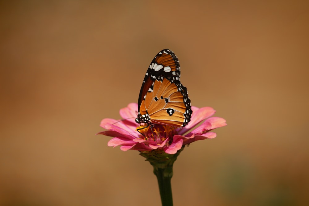 Mariposa marrón y negra en flor rosa