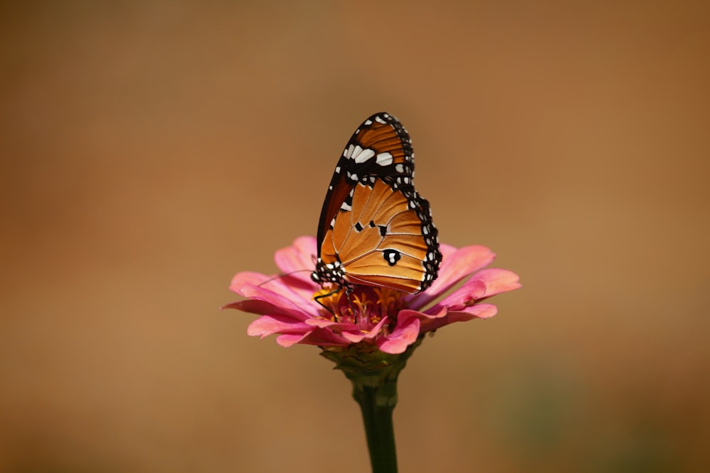 ピンクの花に茶色と黒の蝶