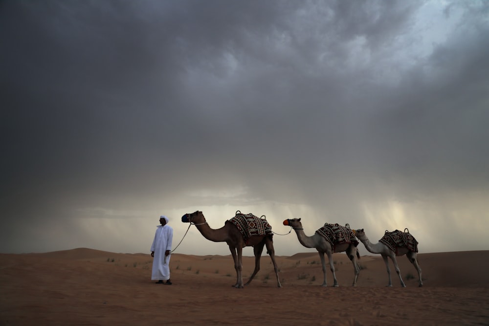 three beige camels