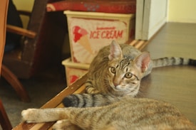 A tabby cat with striking patterns on its fur is lying on a wooden floor. Behind the cat, there is a container with a vintage ice cream advertisement. The environment appears cozy and domestic, with a chair partially visible to the left.