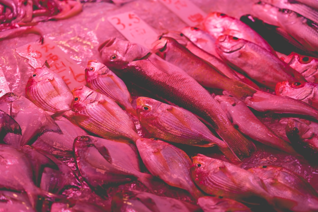 fishes on ice,