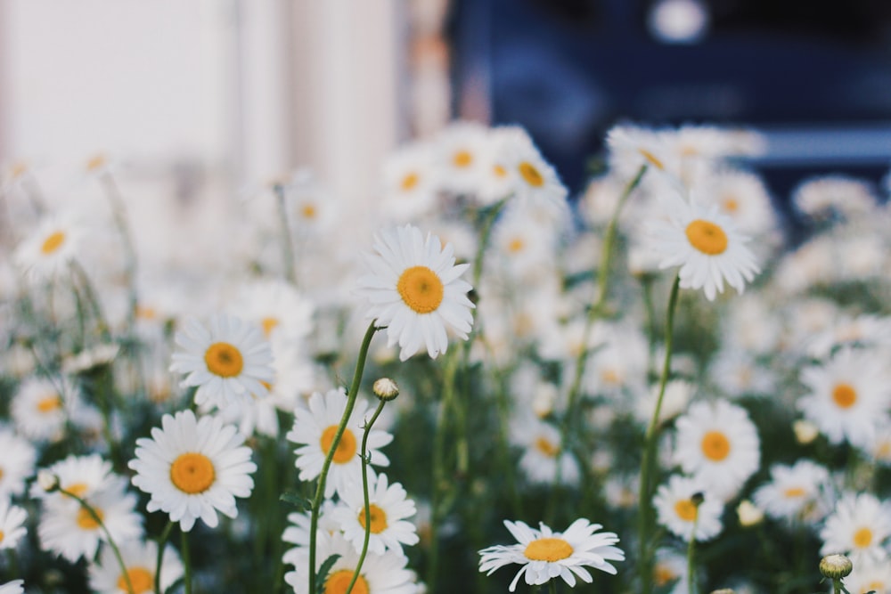 focus photography of daisies
