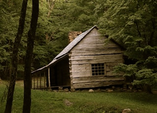 brown house on forest trees