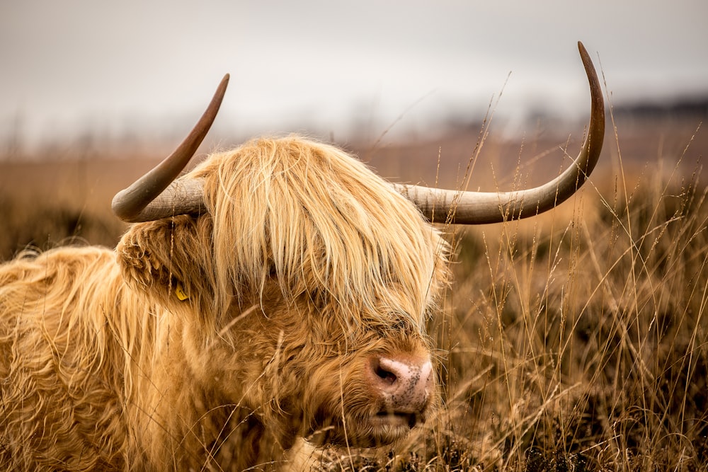 brown bison on grassfield