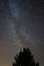 silhouette of tree under sky during night time