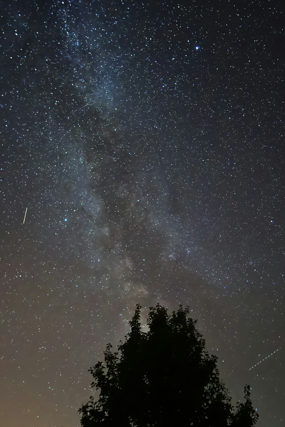 silhouette of tree under sky during night time