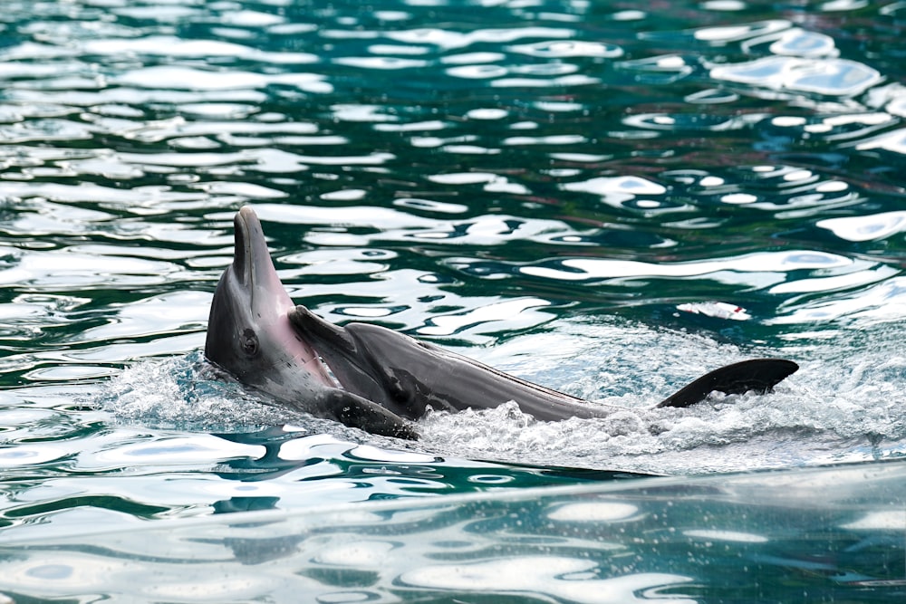 black dolphins swim