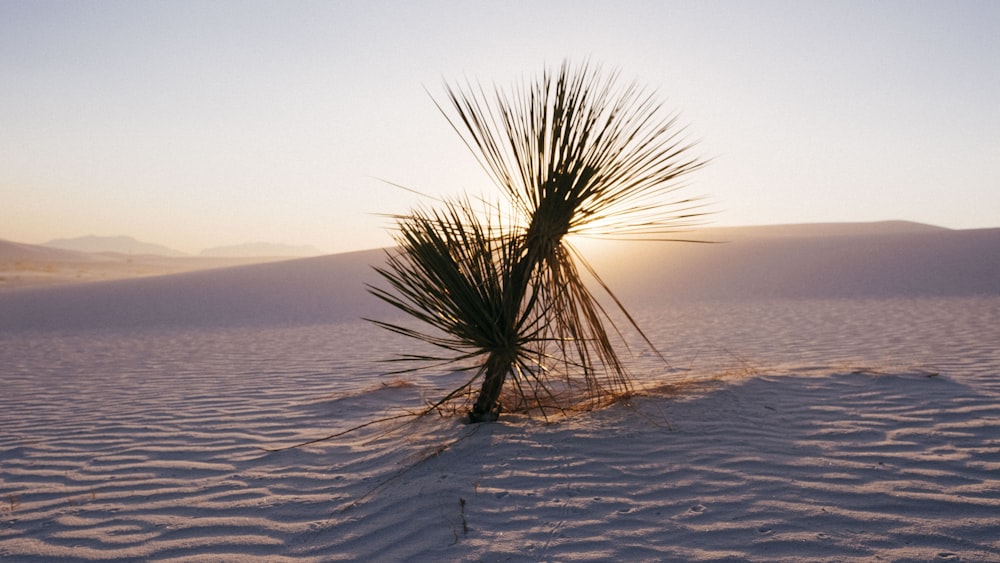 green leafed plant at dessert