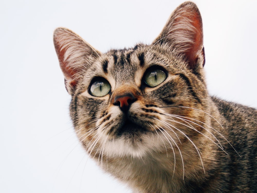 fotografia ravvicinata di gatto soriano grigio